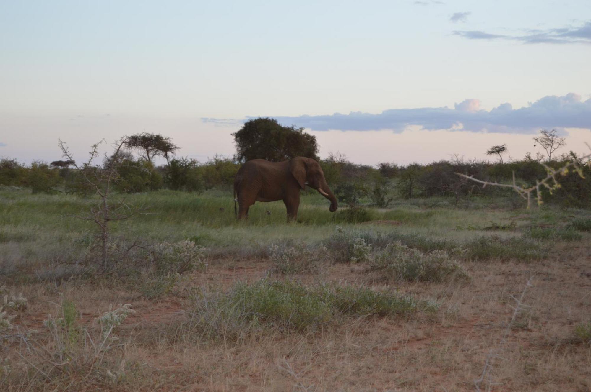 Wild Amboseli Ndovu Cottage. Экстерьер фото